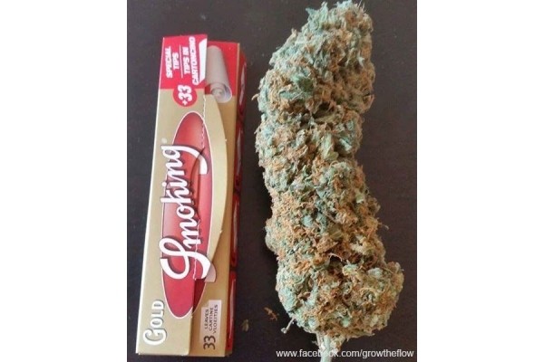 Bubblegum (Zamnesia Seeds) Feminiserade Bubblegum (Zamnesia Seeds) Feminiserade