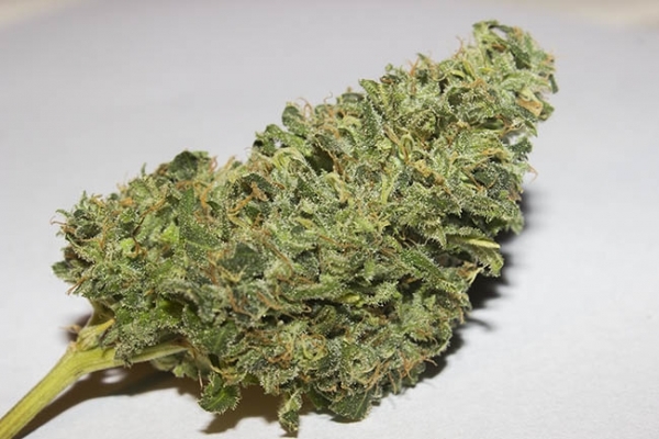 Bubblegum (Zamnesia Seeds) Feminiserade Bubblegum (Zamnesia Seeds) Feminiserade