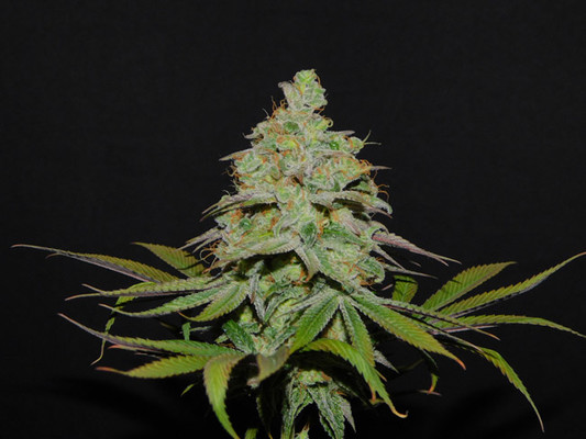 Tangie Ghost Train (Little Chief Collabs) Feminiserade Tangie Ghost Train (Little Chief Collabs) Feminiserade