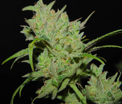 Tangie Ghost Train (Little Chief Collabs) Feminiserade Tangie Ghost Train (Little Chief Collabs) Feminiserade