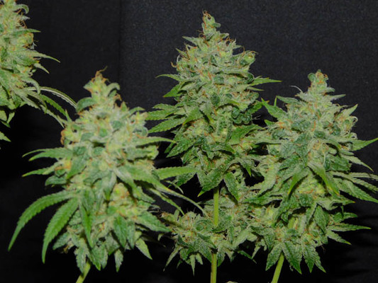 Tangie Ghost Train (Little Chief Collabs) Feminiserade Tangie Ghost Train (Little Chief Collabs) Feminiserade