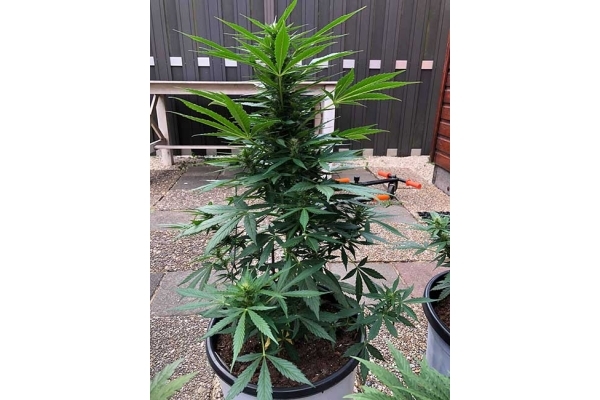 Monster Dwarf Autoflower (Zamnesia Seeds) Feminiserade Monster Dwarf Autoflower (Zamnesia Seeds) Feminiserade