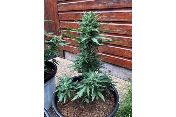 Monster Dwarf Autoflower (Zamnesia Seeds) Feminiserade Monster Dwarf Autoflower (Zamnesia Seeds) Feminiserade