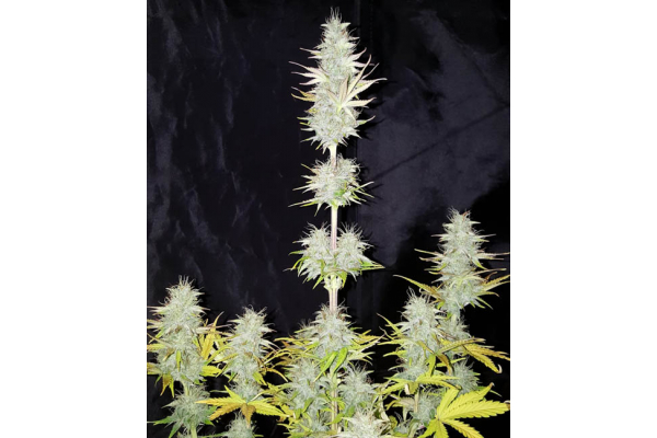 Monster Dwarf Autoflower (Zamnesia Seeds) Feminiserade Monster Dwarf Autoflower (Zamnesia Seeds) Feminiserade