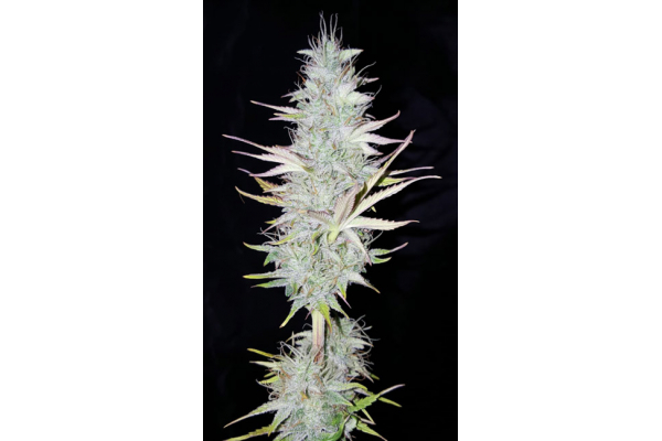 Monster Dwarf Autoflower (Zamnesia Seeds) Feminiserade Monster Dwarf Autoflower (Zamnesia Seeds) Feminiserade