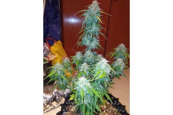 GG#4 Auto (FastBuds) Feminiserade GG#4 Auto (FastBuds) Feminiserade