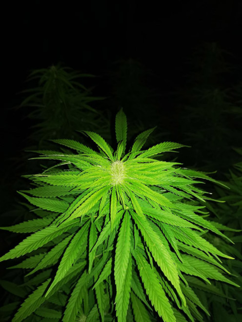 Cash Express (Zamnesia Seeds) Feminiserade