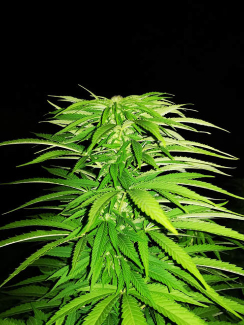 Cash Express (Zamnesia Seeds) Feminiserade