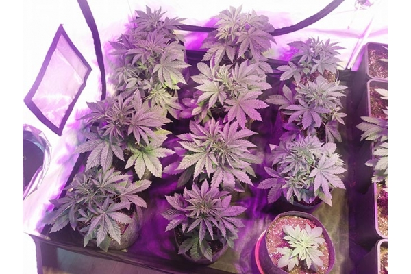 GG#4 (Zamnesia Seeds) Feminiserade GG#4 (Zamnesia Seeds) Feminiserade