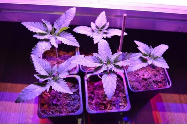 GG#4 (Zamnesia Seeds) Feminiserade GG#4 (Zamnesia Seeds) Feminiserade