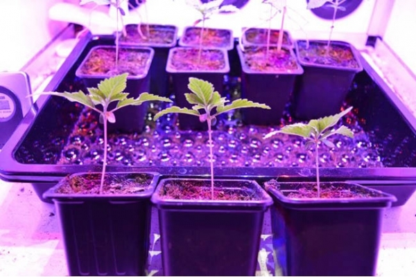 GG#4 (Zamnesia Seeds) Feminiserade GG#4 (Zamnesia Seeds) Feminiserade