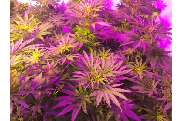 GG#4 (Zamnesia Seeds) Feminiserade GG#4 (Zamnesia Seeds) Feminiserade