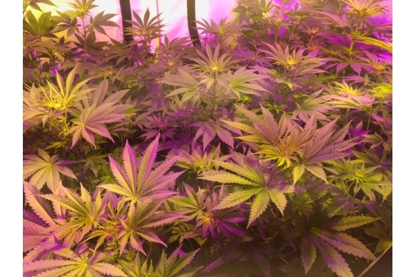 GG#4 (Zamnesia Seeds) Feminiserade GG#4 (Zamnesia Seeds) Feminiserade