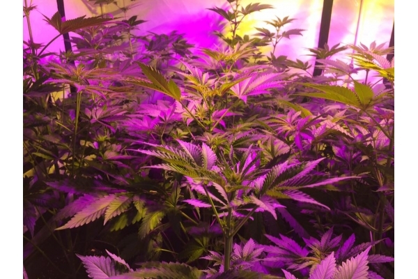GG#4 (Zamnesia Seeds) Feminiserade GG#4 (Zamnesia Seeds) Feminiserade