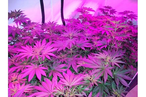 GG#4 (Zamnesia Seeds) Feminiserade GG#4 (Zamnesia Seeds) Feminiserade