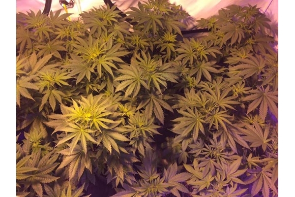 GG#4 (Zamnesia Seeds) Feminiserade GG#4 (Zamnesia Seeds) Feminiserade