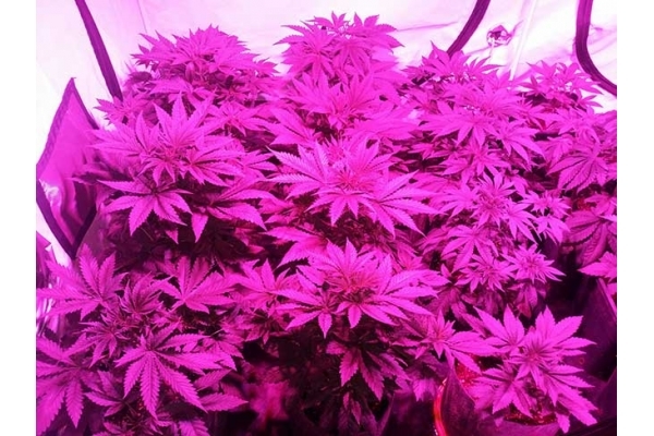 GG#4 (Zamnesia Seeds) Feminiserade GG#4 (Zamnesia Seeds) Feminiserade