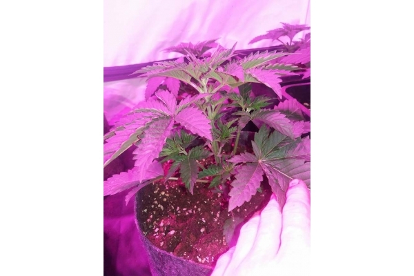 GG#4 (Zamnesia Seeds) Feminiserade GG#4 (Zamnesia Seeds) Feminiserade
