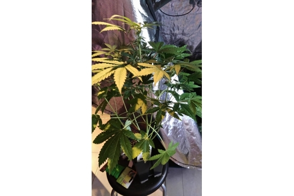 GG#4 (Zamnesia Seeds) Feminiserade GG#4 (Zamnesia Seeds) Feminiserade