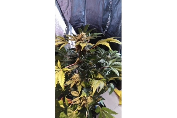 GG#4 (Zamnesia Seeds) Feminiserade GG#4 (Zamnesia Seeds) Feminiserade