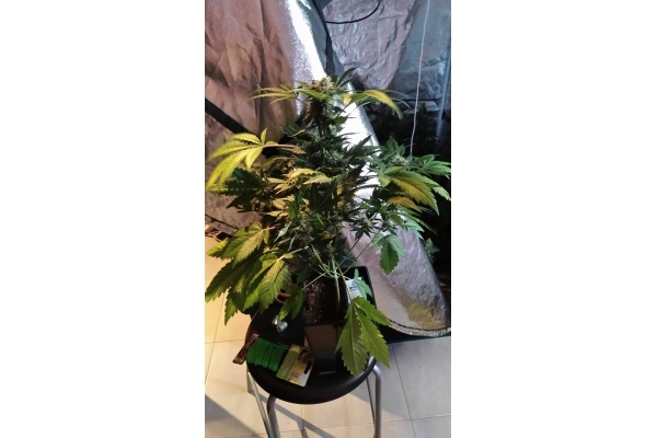 GG#4 (Zamnesia Seeds) Feminiserade GG#4 (Zamnesia Seeds) Feminiserade