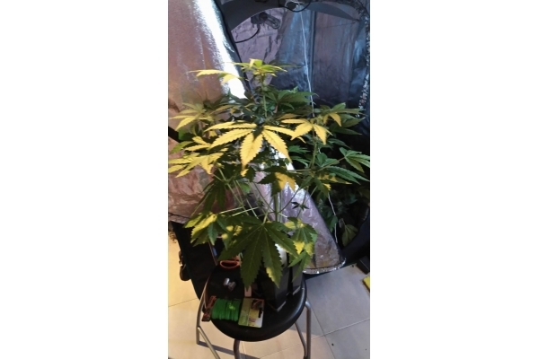 GG#4 (Zamnesia Seeds) Feminiserade GG#4 (Zamnesia Seeds) Feminiserade