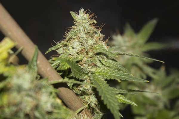 GG#4 (Zamnesia Seeds) Feminiserade GG#4 (Zamnesia Seeds) Feminiserade