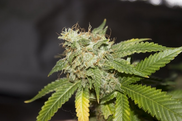 GG#4 (Zamnesia Seeds) Feminiserade GG#4 (Zamnesia Seeds) Feminiserade