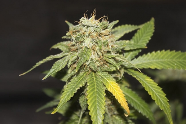 GG#4 (Zamnesia Seeds) Feminiserade GG#4 (Zamnesia Seeds) Feminiserade