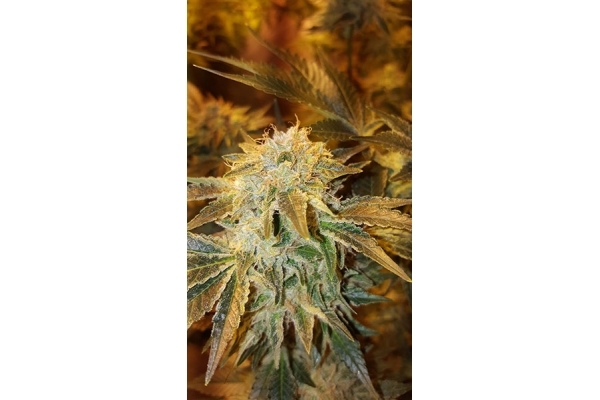 GG#4 (Zamnesia Seeds) Feminiserade GG#4 (Zamnesia Seeds) Feminiserade