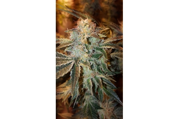 GG#4 (Zamnesia Seeds) Feminiserade GG#4 (Zamnesia Seeds) Feminiserade