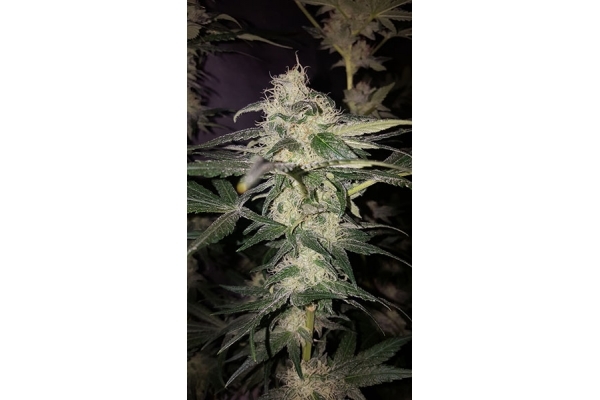 GG#4 (Zamnesia Seeds) Feminiserade GG#4 (Zamnesia Seeds) Feminiserade