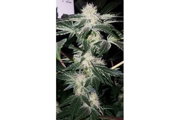 GG#4 (Zamnesia Seeds) Feminiserade GG#4 (Zamnesia Seeds) Feminiserade