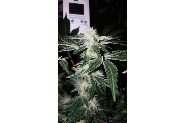 GG#4 (Zamnesia Seeds) Feminiserade GG#4 (Zamnesia Seeds) Feminiserade