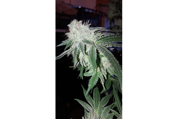 GG#4 (Zamnesia Seeds) Feminiserade GG#4 (Zamnesia Seeds) Feminiserade