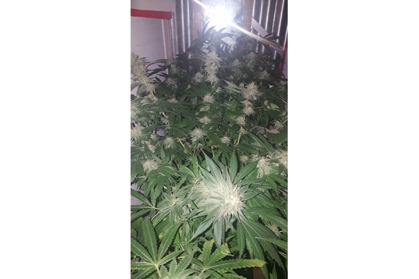 GG#4 (Zamnesia Seeds) Feminiserade GG#4 (Zamnesia Seeds) Feminiserade