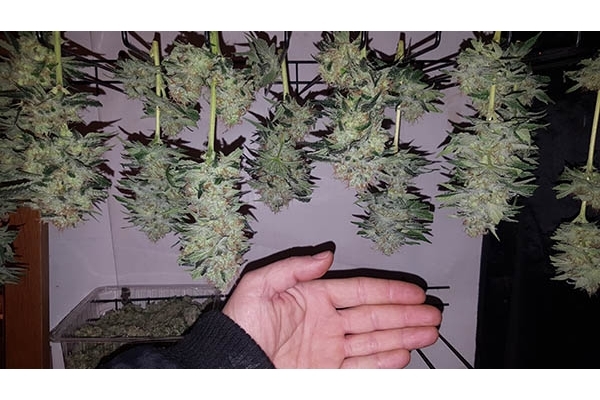 GG#4 (Zamnesia Seeds) Feminiserade GG#4 (Zamnesia Seeds) Feminiserade