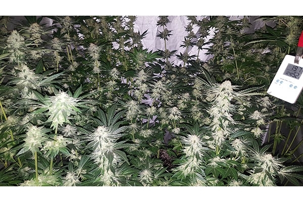 GG#4 (Zamnesia Seeds) Feminiserade GG#4 (Zamnesia Seeds) Feminiserade