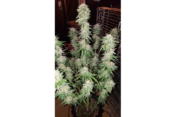 GG#4 (Zamnesia Seeds) Feminiserade GG#4 (Zamnesia Seeds) Feminiserade