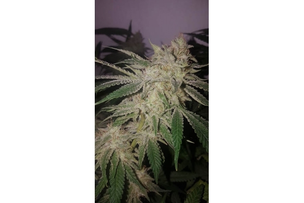 GG#4 (Zamnesia Seeds) Feminiserade GG#4 (Zamnesia Seeds) Feminiserade