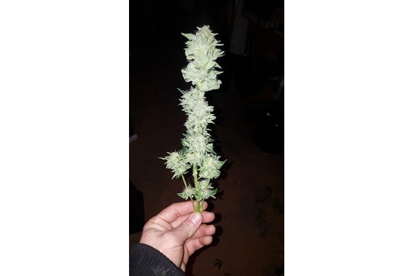 GG#4 (Zamnesia Seeds) Feminiserade GG#4 (Zamnesia Seeds) Feminiserade
