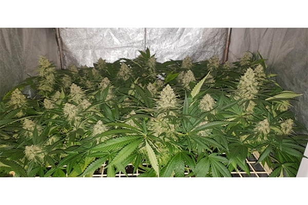 GG#4 (Zamnesia Seeds) Feminiserade GG#4 (Zamnesia Seeds) Feminiserade