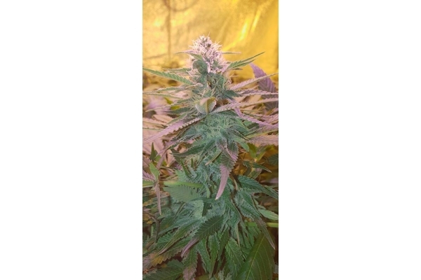 GG#4 (Zamnesia Seeds) Feminiserade GG#4 (Zamnesia Seeds) Feminiserade