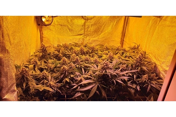 GG#4 (Zamnesia Seeds) Feminiserade GG#4 (Zamnesia Seeds) Feminiserade