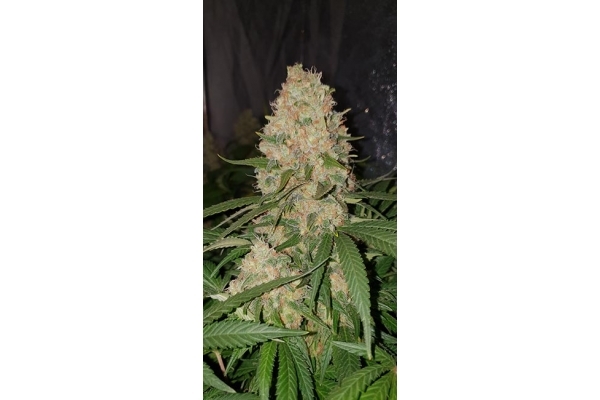 GG#4 (Zamnesia Seeds) Feminiserade GG#4 (Zamnesia Seeds) Feminiserade