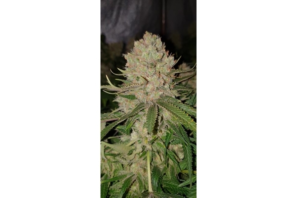 GG#4 (Zamnesia Seeds) Feminiserade GG#4 (Zamnesia Seeds) Feminiserade