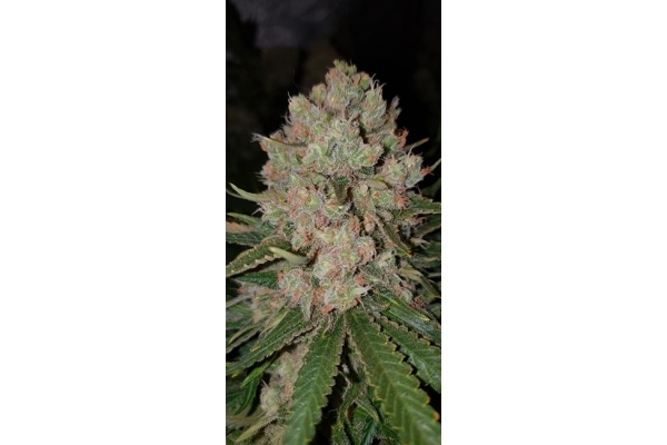 GG#4 (Zamnesia Seeds) Feminiserade GG#4 (Zamnesia Seeds) Feminiserade