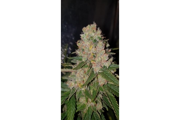 GG#4 (Zamnesia Seeds) Feminiserade GG#4 (Zamnesia Seeds) Feminiserade
