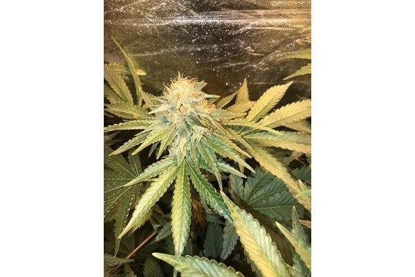 GG#4 (Zamnesia Seeds) Feminiserade GG#4 (Zamnesia Seeds) Feminiserade