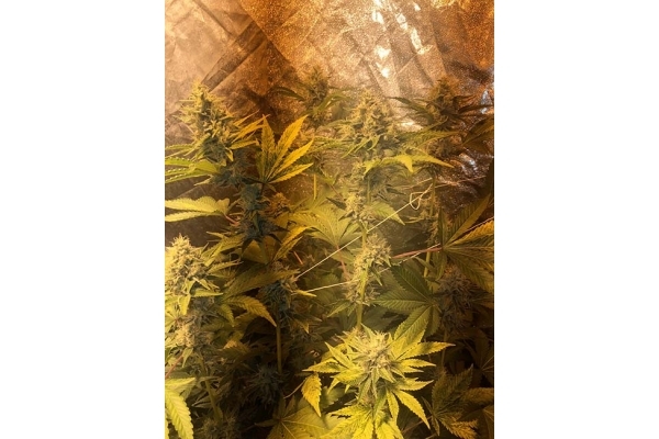 GG#4 (Zamnesia Seeds) Feminiserade GG#4 (Zamnesia Seeds) Feminiserade